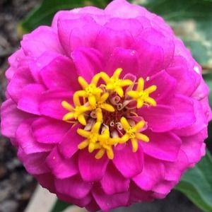 Meet your Posher, Taylor